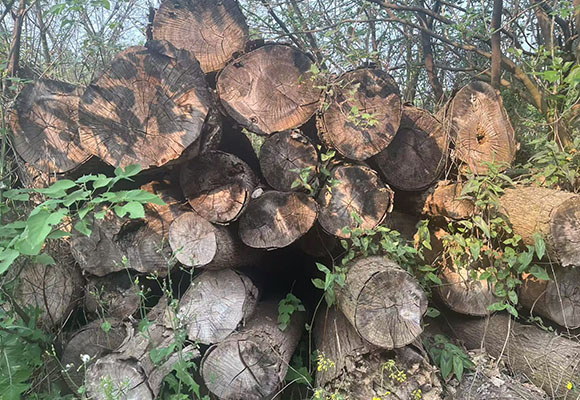 一批涉案木材網(wǎng)絡(luò)拍賣公告(2)